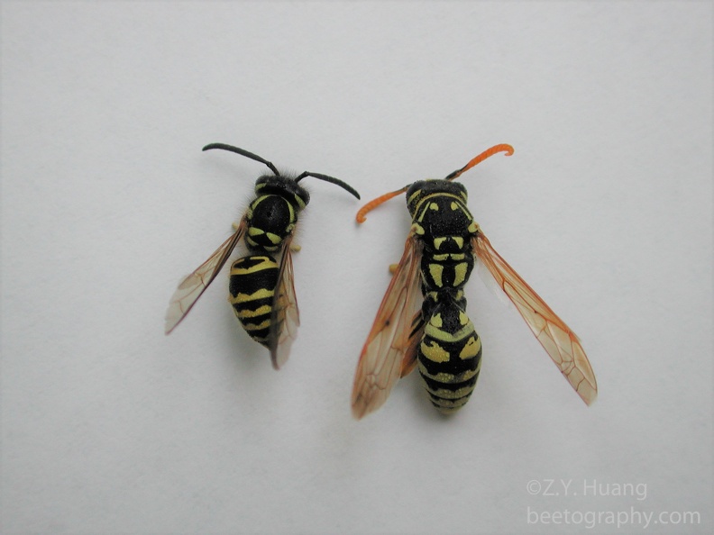 Yellowjacket-and-paper wasp.jpg